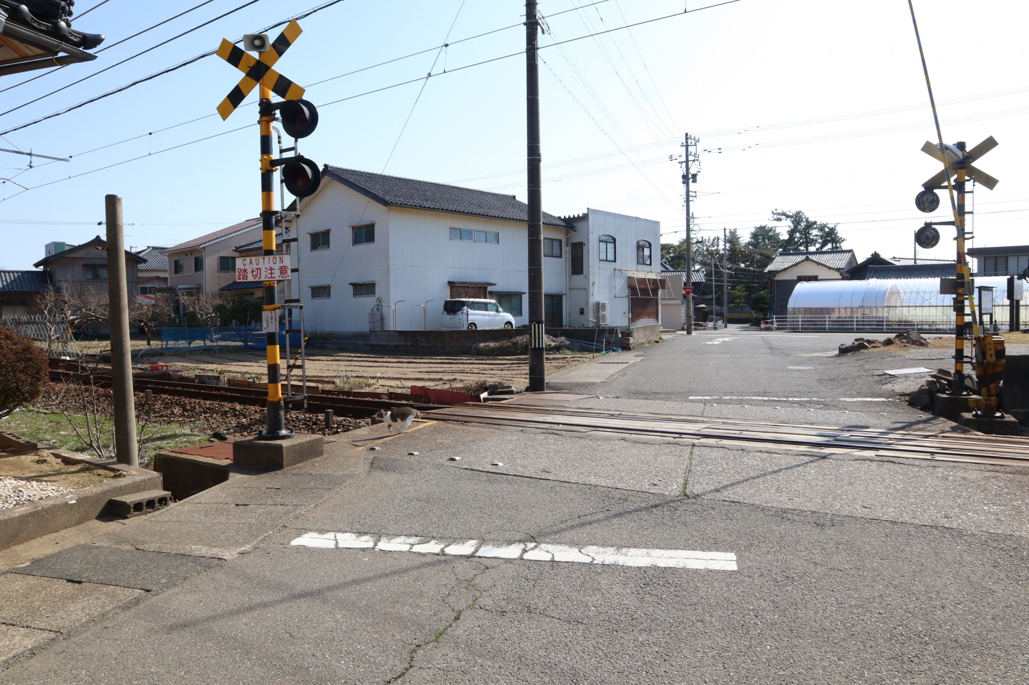 瀧谷寺手前で待望の猫発見！これで息子の目的はすべて達成！