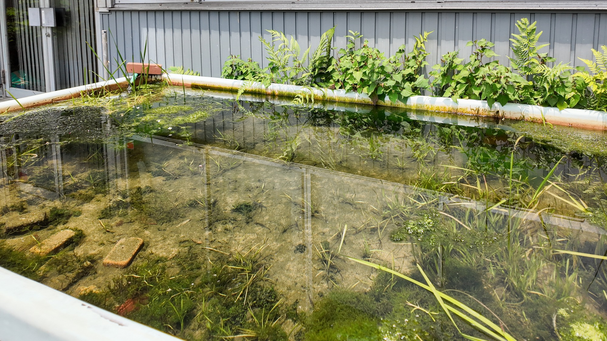 すぐ近くでトミヨを見ることができる水槽もあります