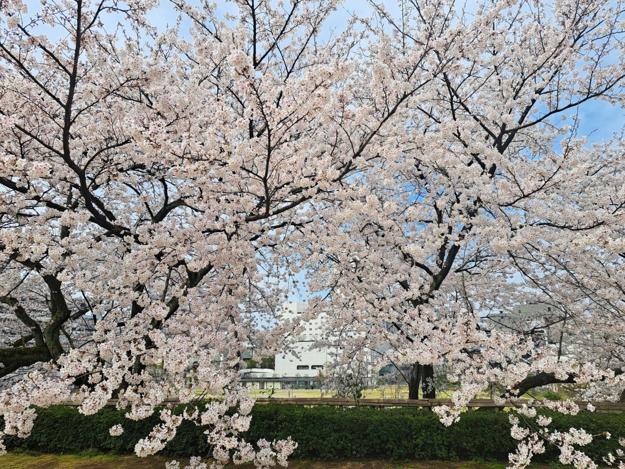 福井城址天守台の桜