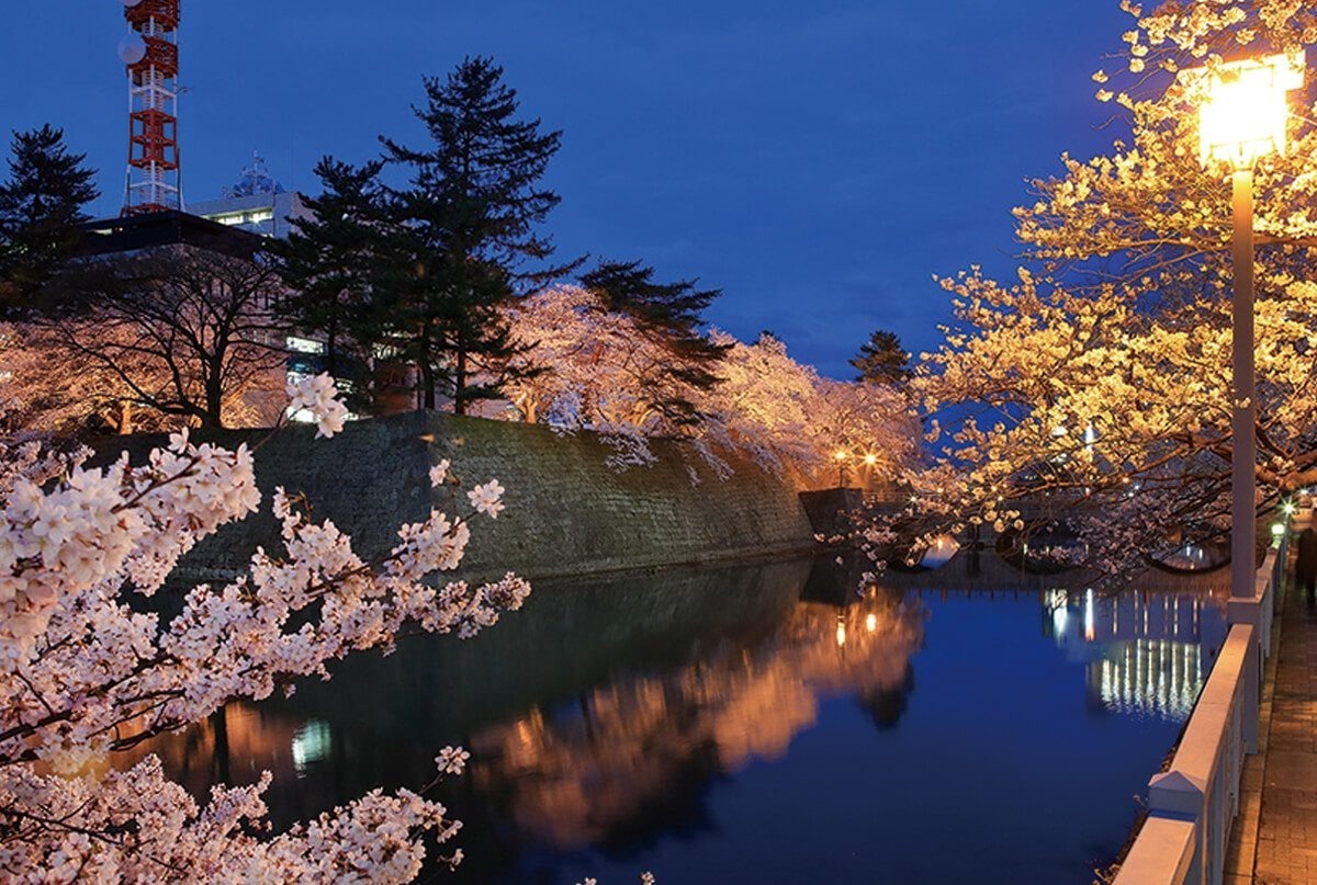 夜はお堀と桜がライトアップされます。