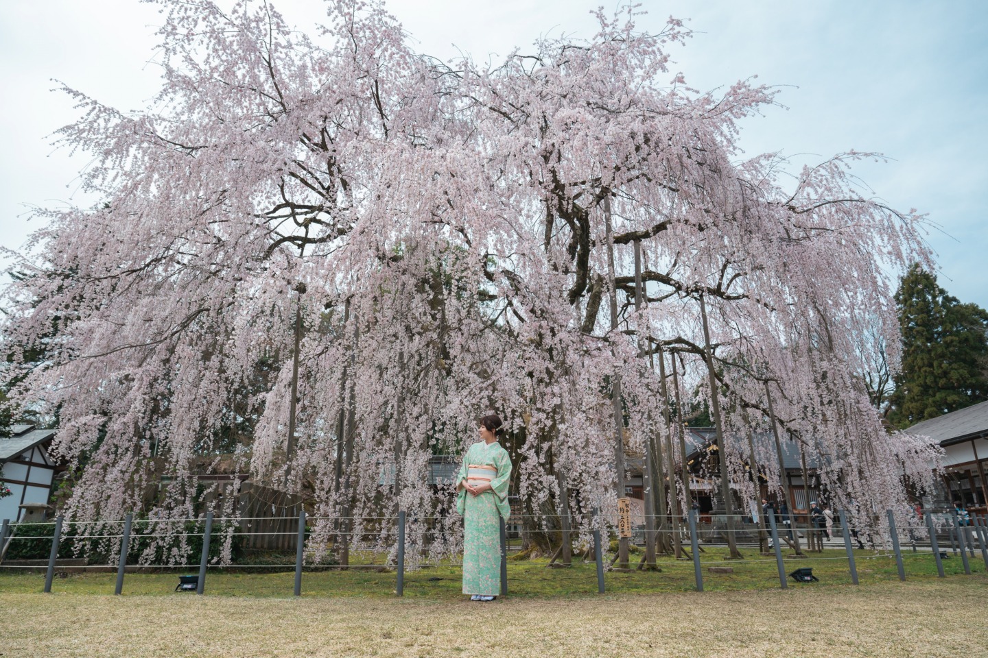 足羽神社の枝垂れ桜（photo ©tomosaki）