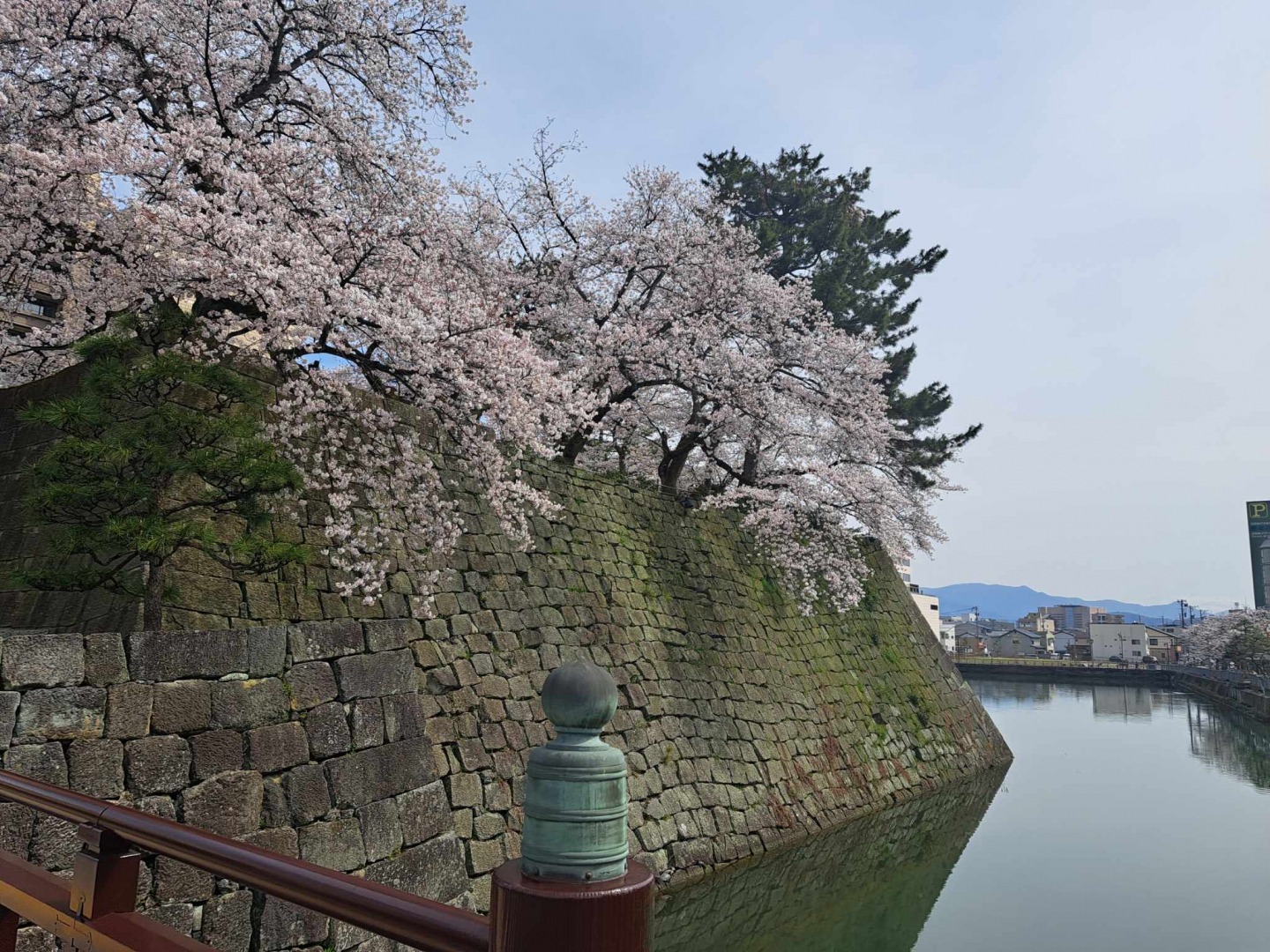 御本城橋から望む福井城址の桜