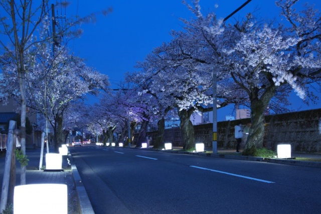 照手・木町桜のライトアップ