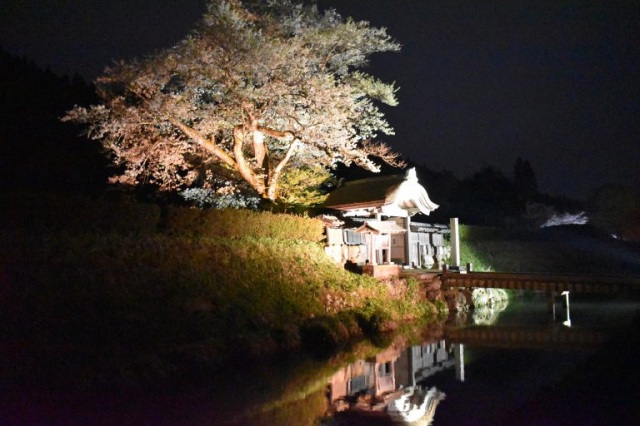 一乗谷朝倉氏遺跡糸桜ライトアップ