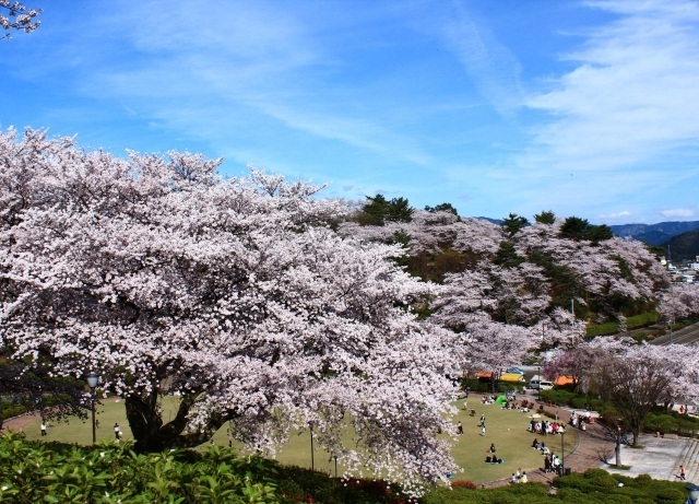 西山公園の桜　＜鯖江・越前たけふエリア＞