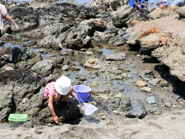 福井の夏は「磯遊び」！ 越前海岸の磯遊びスポットや持ち物、遊び方など、親子で安全に楽しむ徹底ガイド。