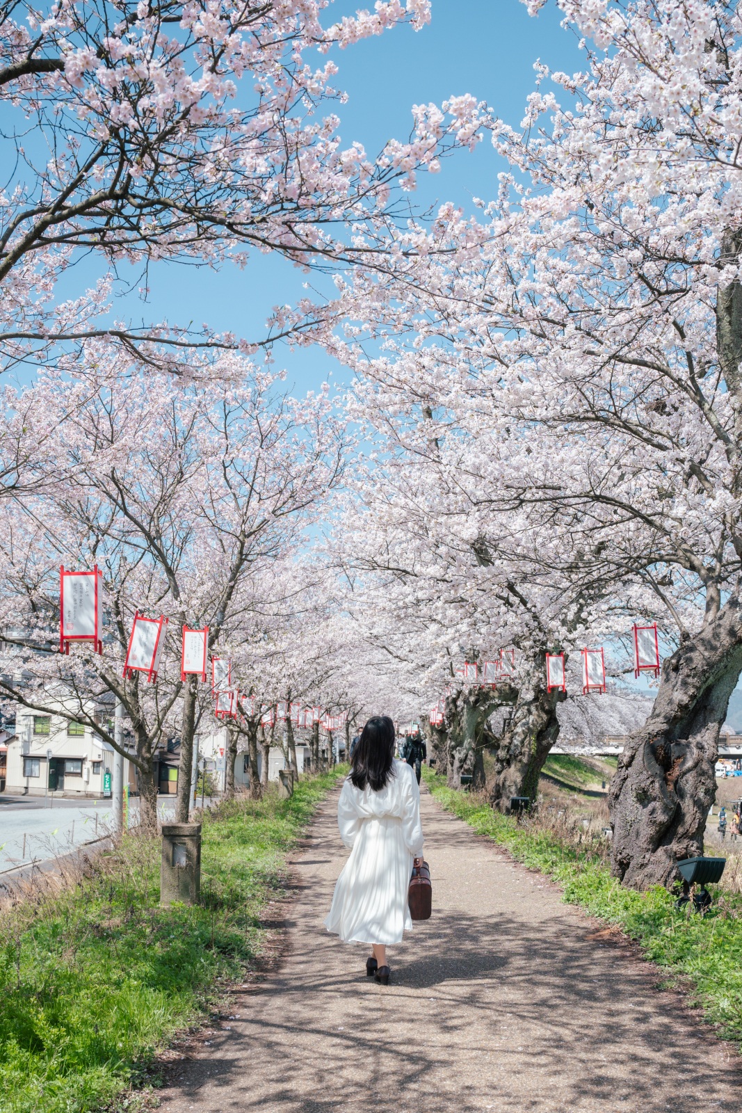 市内中心部に２．２ｋｍ「足羽川の桜並木」（photo ©tomosaki）