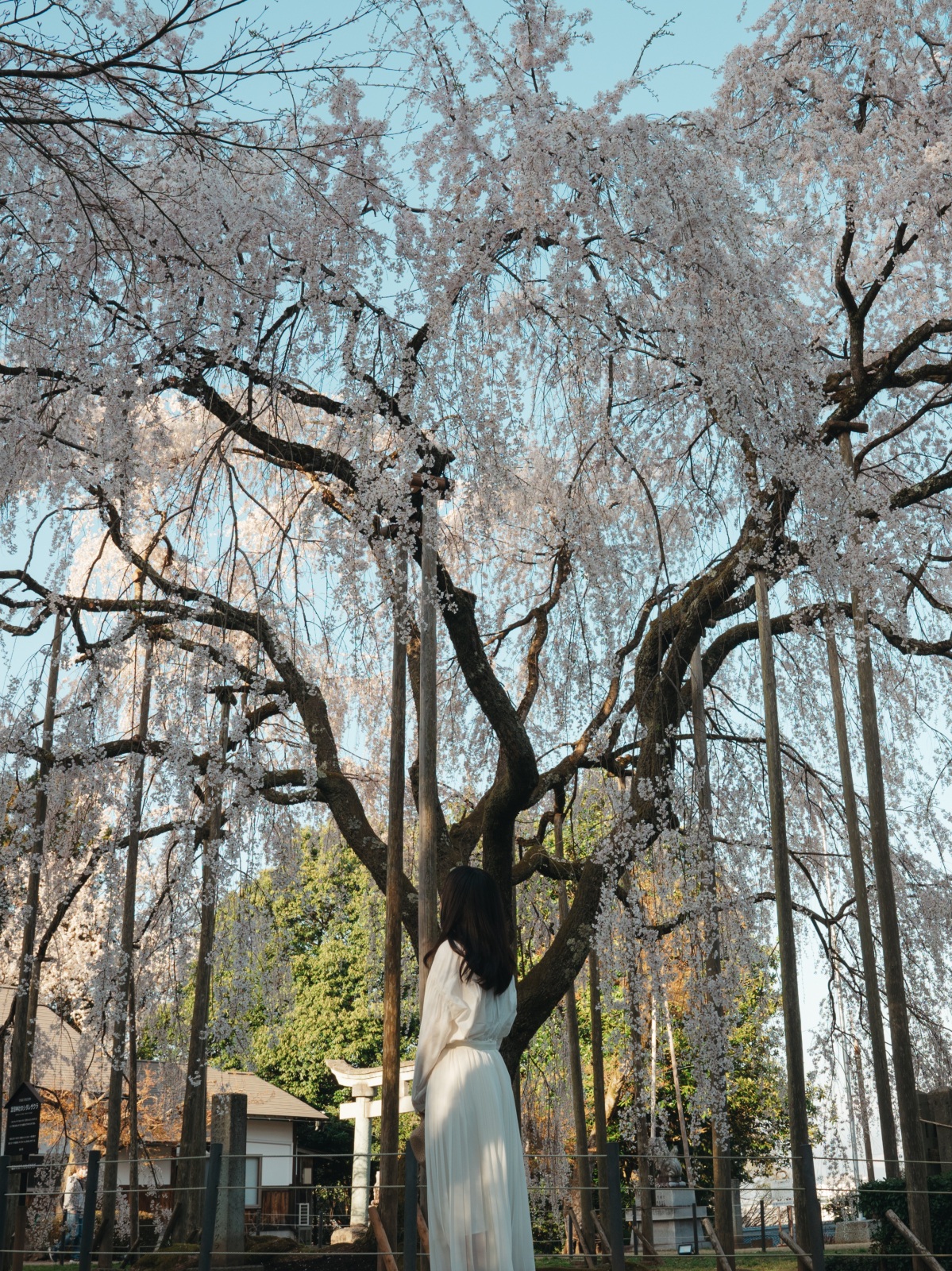 樹齢３７０年「足羽神社のしだれ桜」（photo ©tomosaki）