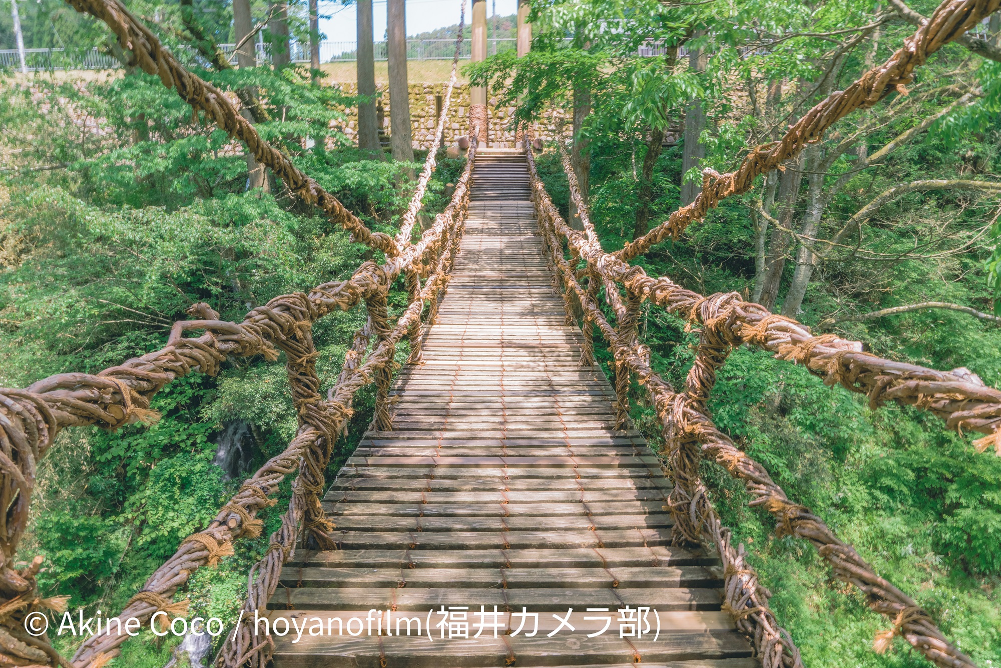 スリル満点のつり橋「池田町のかずら橋」（photo ©Akine Coco）