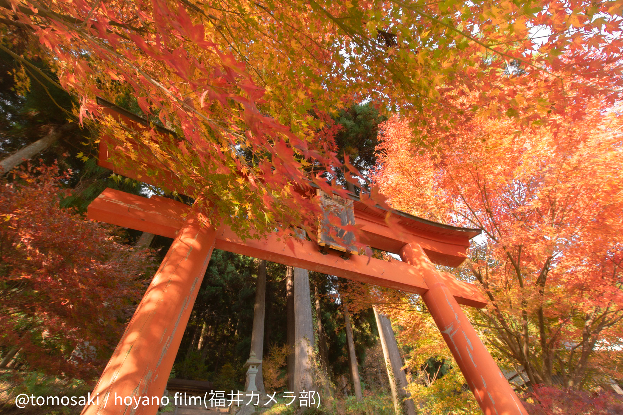 もみじに鮮やかに彩られる「花筐公園」(photo ©tomosaki）