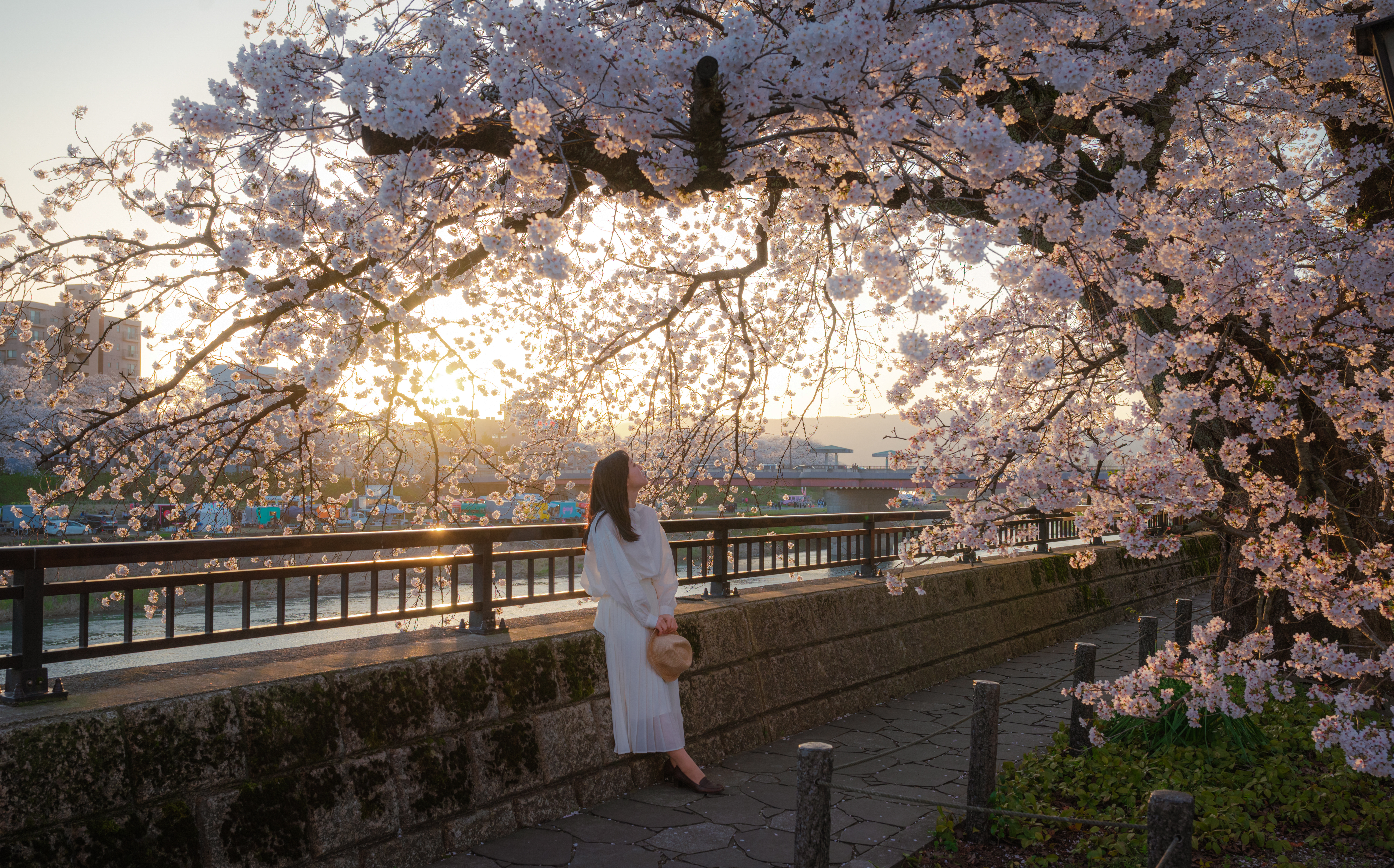 特集「福井の春を楽しむ観光スポット」（photo ©tomosaki）