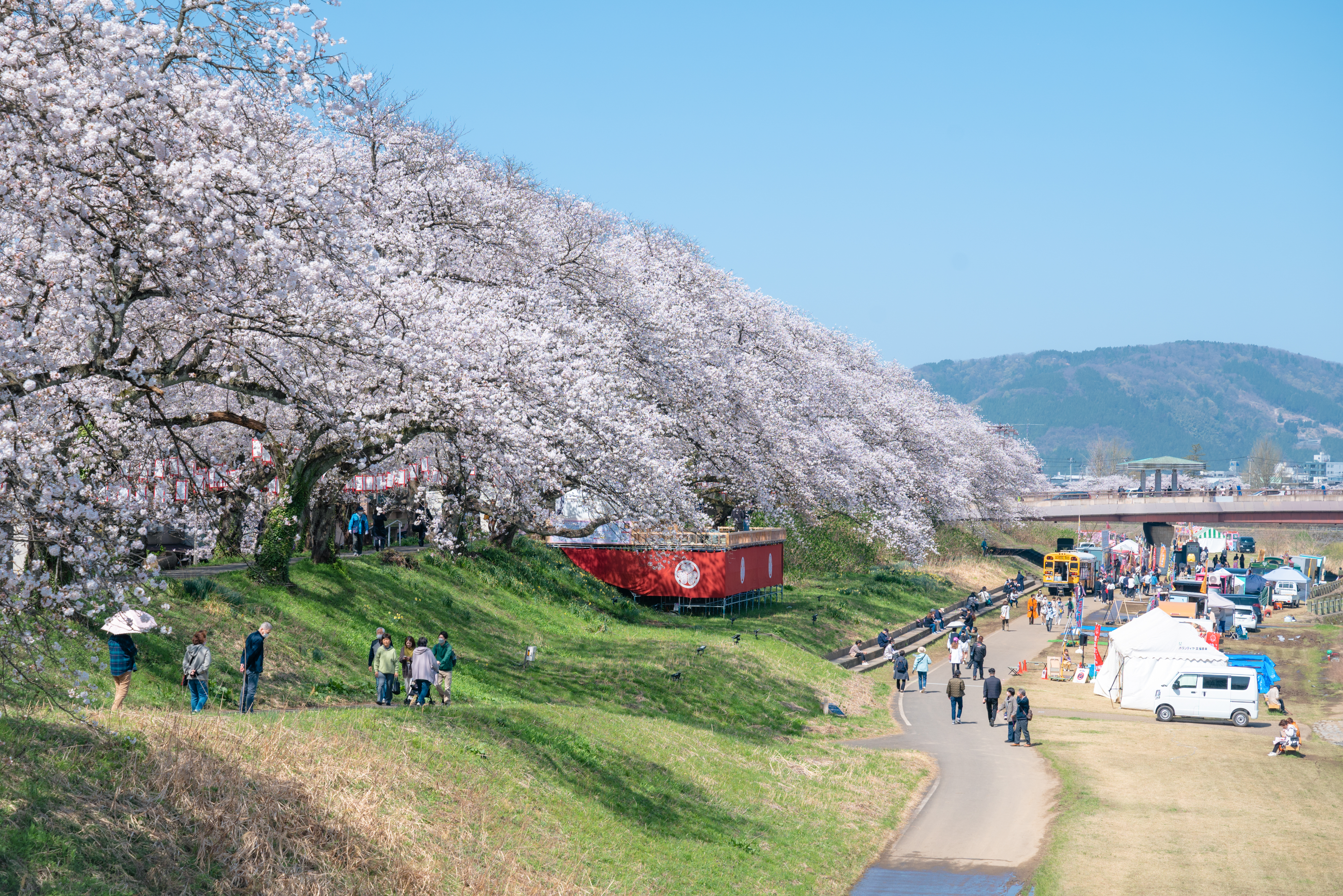第３９回　ふくい桜まつり(photo ©tomosaki）