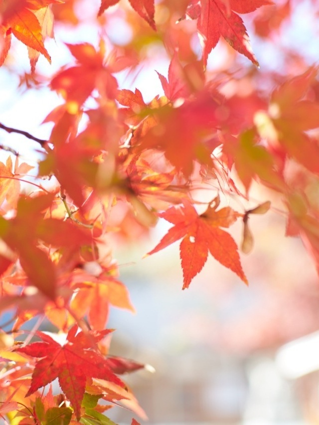 11月 中旬頃　足羽山公園の紅葉