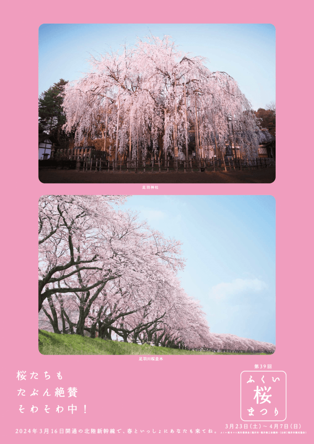 3/23～ ふくい桜まつり