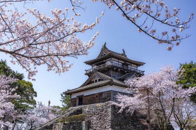 桜に佇む現存１２天守「丸岡城」