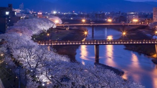 足羽川桜並木（夜）©福井市おもてなし観光推進課