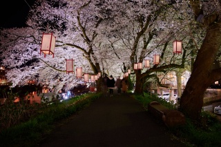足羽川桜のライトアップ