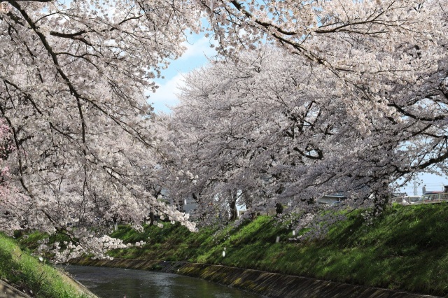水と桜のコントラスト「吉野瀬川」