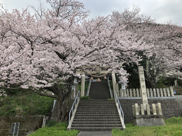春日神社（越廼）の桜
