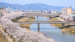 足羽川の桜並木
