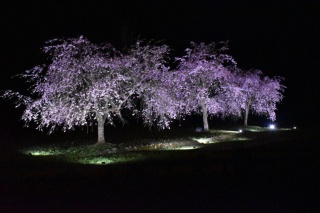 糸桜のライトアップ
