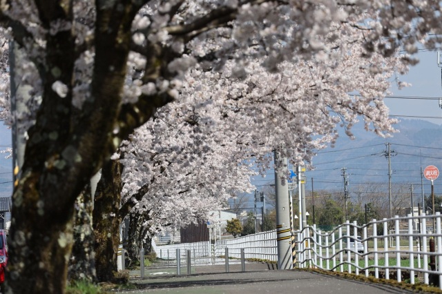 越前町営球技場横の桜並木