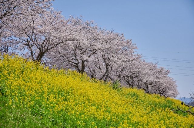 日野川堤防の桜と菜の花