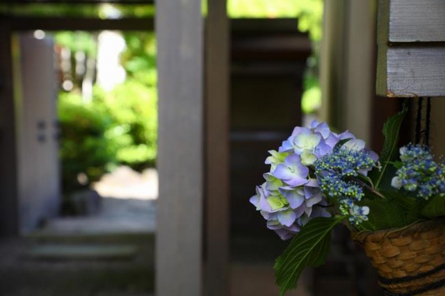 養浩館庭園「花かざり～紫陽花～」