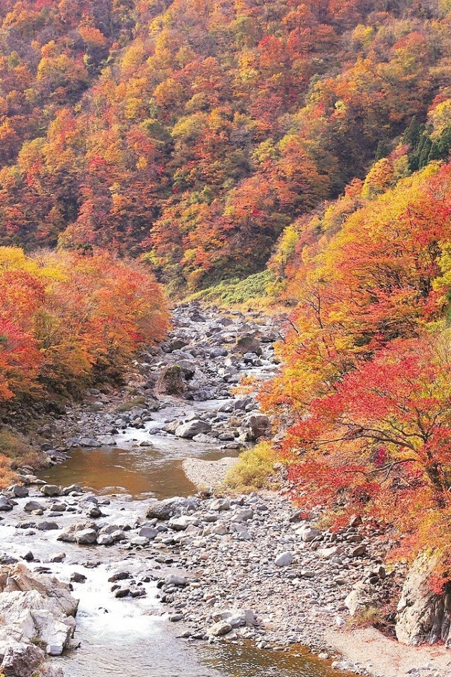 10/26,27 九頭竜紅葉まつり