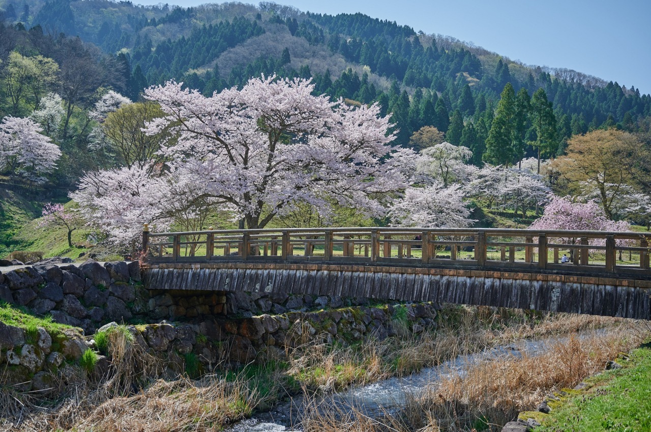 一乗谷朝倉氏遺跡の桜｜スポット・体験｜福いろ|福井市公式観光