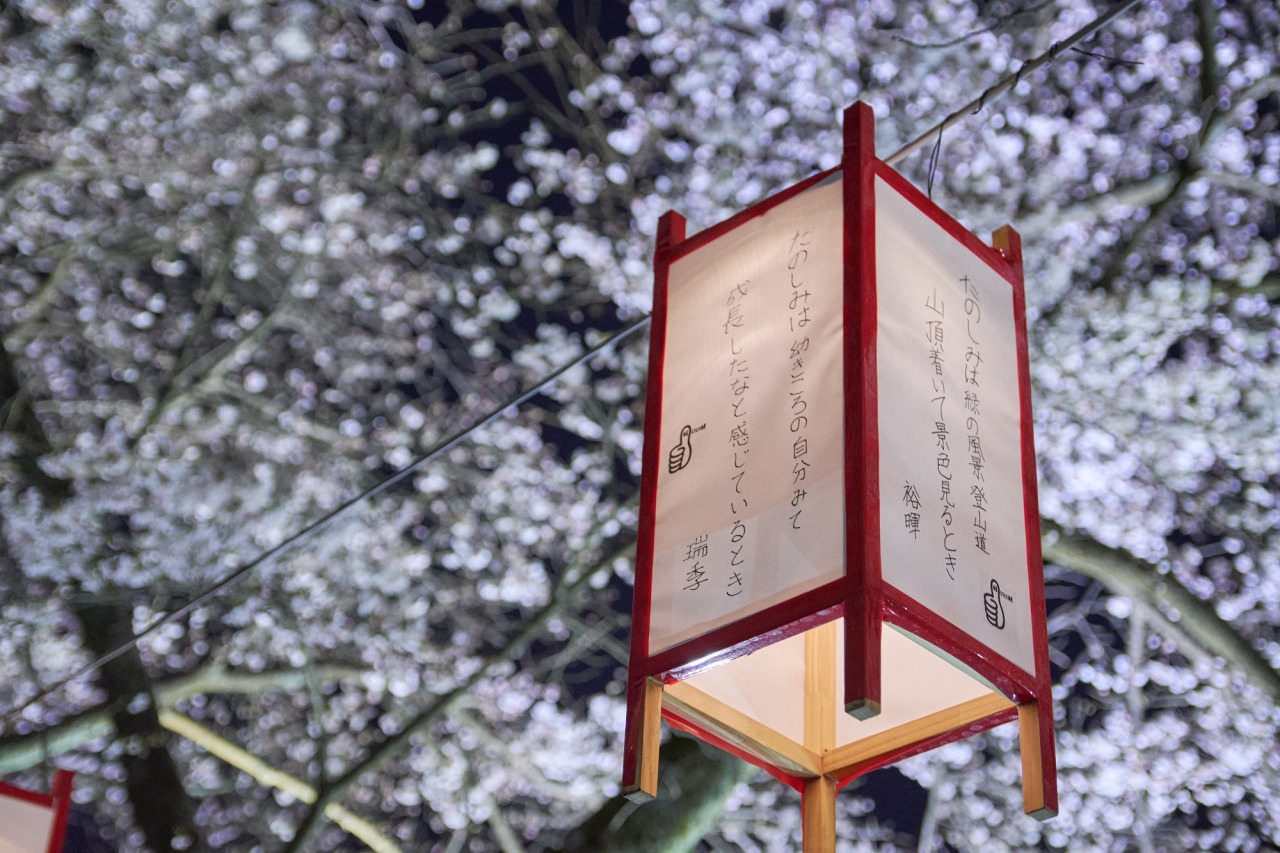 花見ぼんぼり設置（足羽川ぼんぼり物語実行委員会）｜イベント｜福いろ