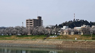 ヨリバ対岸には足羽川の桜並木が広がります。