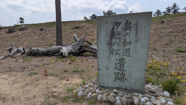 汐越の松(根上りの松)