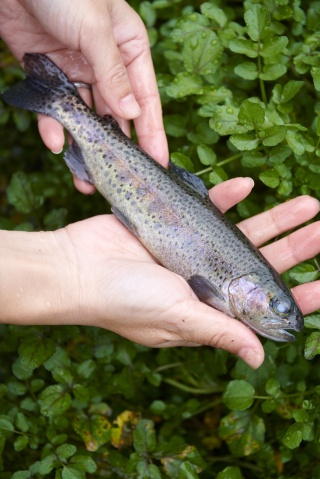 ニジマスつかみどり