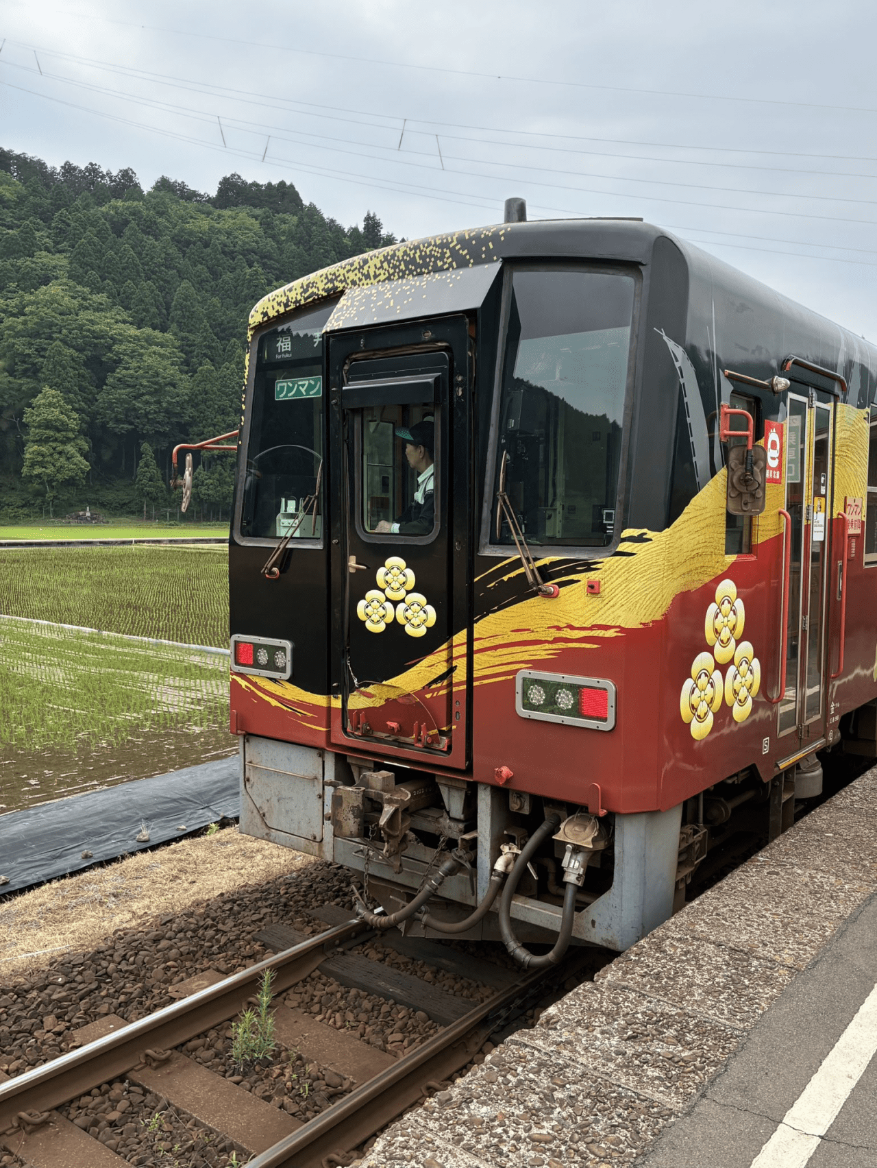 越美北線で行く 一乗谷サイクリングツアー【特別編】